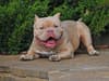 XL Bully ban: Government has no plans to ban other American bully variants - as new 'extreme' types emerge