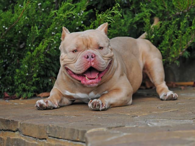 Other American bully variants - like the so-called pocket bully - are still legal (Adobe Stock)
