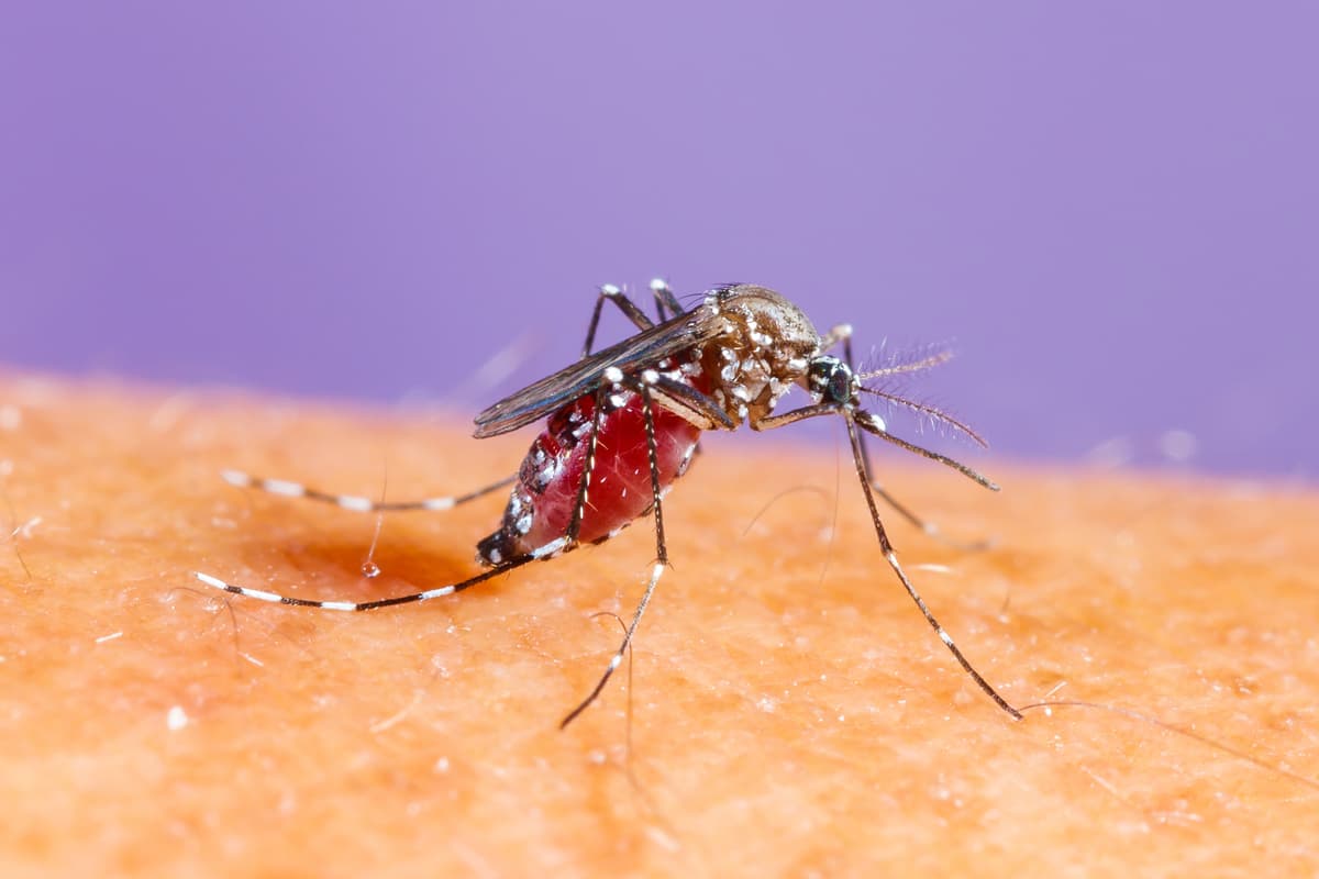 Dengue is breaking records in the Americas — what's behind the surge?