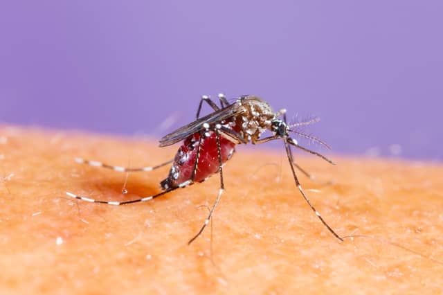 Malaria is spread by mosquitos Picture: Adobe Stock