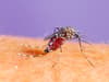 Dengue fever: Symptoms explained as cases surge in Caribbean and South America - and will it reach the UK