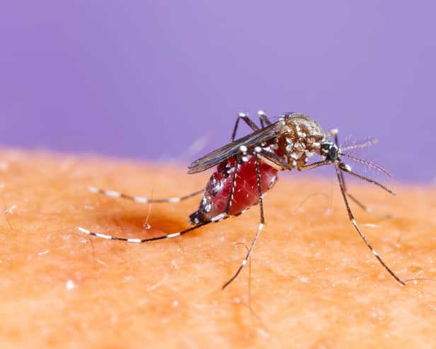 Malaria is spread by mosquitos Picture:  Adobe Stock