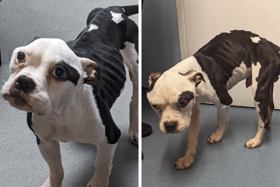 The starving pocket bully-type dog was found wandering the streets (NationalWorld/RSPCA)