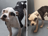 RSPCA: Appeal for information after extremely emaciated bully-type dog found wandering in Wales