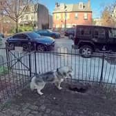 Kobe the husky kept digging in the same spot (Photo: Chanell Bell / SWNS)