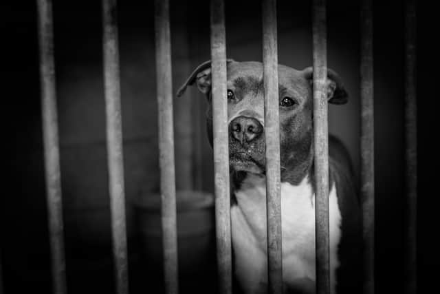 Dog meat farmers and retailers will be compensated following the ban, the South Korean government said. (Picture: Adobe Stock)