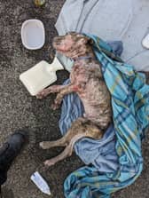 Dying dog dumped behind supermarket. Picture: RSPCA / SWNS