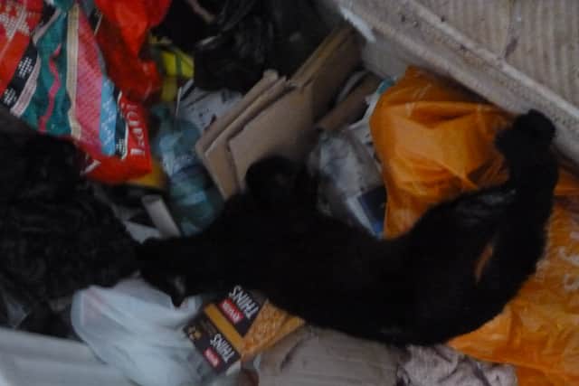 One cat was found dead under a flea-riddled blanket (Photo: RSPCA/Supplied)