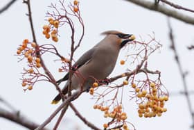 A waxwing feeds on berries in West Malling on December 15 (Photo by Dan Kitwood/Getty Images)