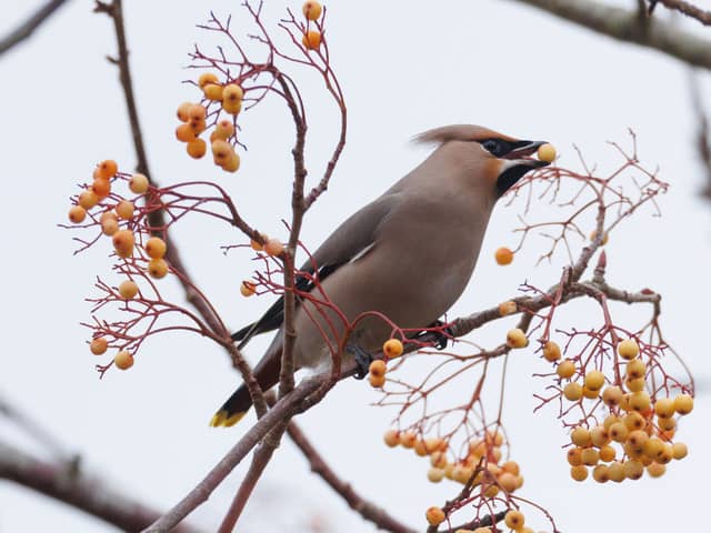 A waxwing feeds on berries in West Malling on December 15 (Photo by Dan Kitwood/Getty Images)