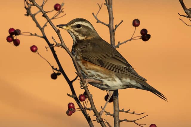 A Redwing perches while feeding on berries near Rainham Marshes (Photo by Dan Kitwood/Getty Images)