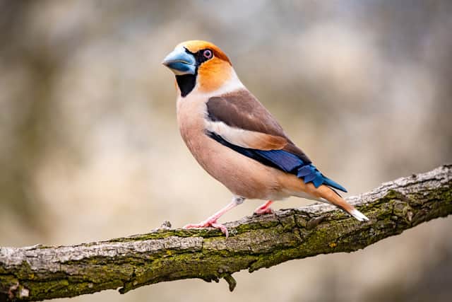 Late winter is the best time to see a hawfinch (Photo: Adobe Stock)