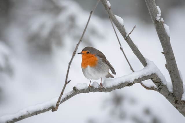 Robins become more common in the UK during the winter (Photo: Kim de Been/Adobe Stock)