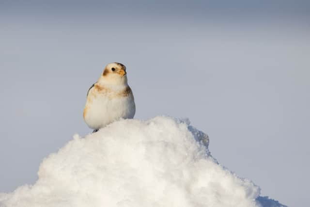 A snow bunting in the snow (Photo: Mircea Costina/Adobe Stock)