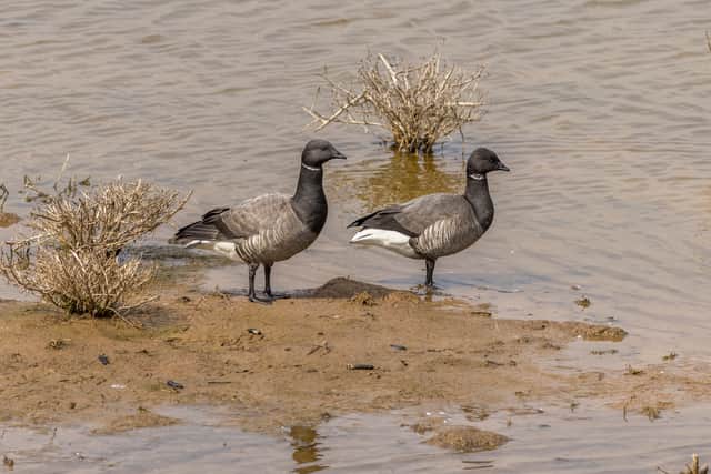 Many Brent geese visit the UK's coasts in winter (Photo: Adobe Stock)
