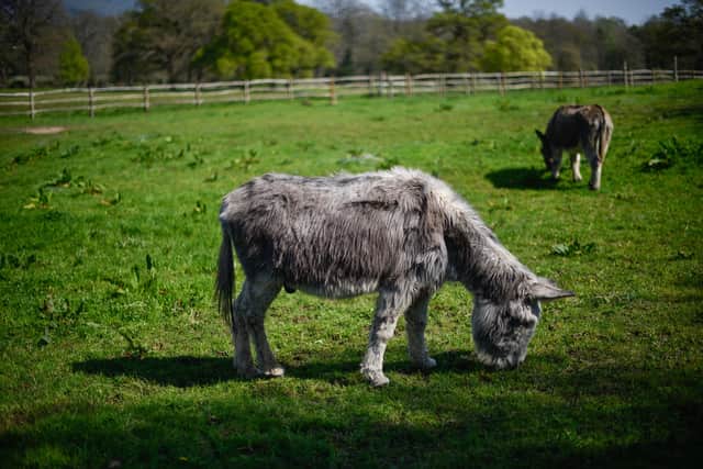 It's claimed that donkey milk can help skin conditions including dermatitis (Photo:  Peter Summers/Getty Images)