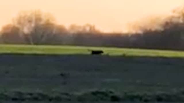 A 'big cat' sighting in Chesire. Picture: Becky Clarke/ SWNS