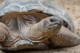 Seven giant tortoises have been found dead in the woods near Exeter. Picture: Arterra/Universal Images Group v