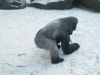 Watch as adorable gorilla at Belfast Zoo gathers snow to make snowballs as zoo closes doors