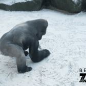 A gorilla at Belfast Zoo was having fun in the snow making snowballs, in footage captured by staff. (Credit: Belfast Zoo)