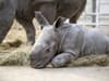 Video: Watch adorable baby rhino born at West Midlands Safari Park taking first steps