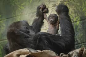 The new western lowland gorilla infant with mum, Mjukuu (Photo: London Zoo/Supplied)