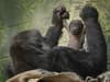 London Zoo: Critically endangered gorilla baby born - in a 'conservation win' for threatened subspecies
