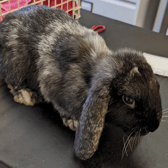 The surviving bunny, a neutered male lop (Photo: RSPCA/Supplied)