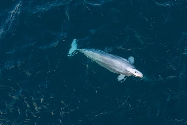 The beluga whale seen off the Shetland coast (Photo: Richard Shucksmith / SWNS)