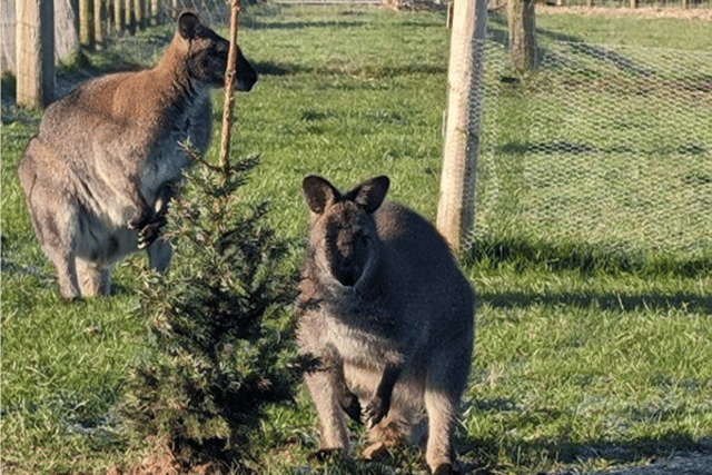 Wes the Wallaby and his companion (Photo: Greendale Farm Shop / SWNS)