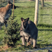 Wes the Wallaby and his companion (Photo: Greendale Farm Shop / SWNS)