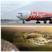 The 2006 film 'Snakes On A Plane' came to life after the reptile was spotted in an overhead bin on a Thai Air Asia flight. (Credit: Getty Images)