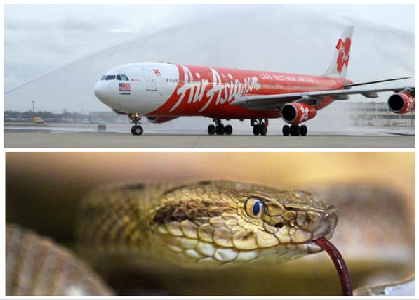 The 2006 film 'Snakes On A Plane' came to life after the reptile was spotted in an overhead bin on a Thai Air Asia flight. (Credit: Getty Images)