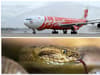 Thai Air Asia: Passengers horrified as live snake spotted slithering in overhead cabin mid-flight