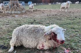 Some of the sheep were alive, but injured (Photo: Nick Hutley / SWNS)