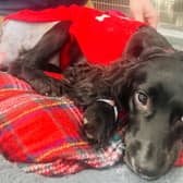 Ariel is recovering well from her surgery (Photo: Langford Vets Small Animal Referral Hospital/University of Bristol)