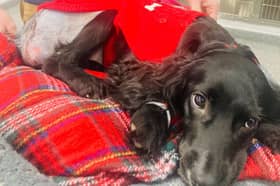 Ariel is recovering well from her surgery (Photo: Langford Vets Small Animal Referral Hospital/University of Bristol)