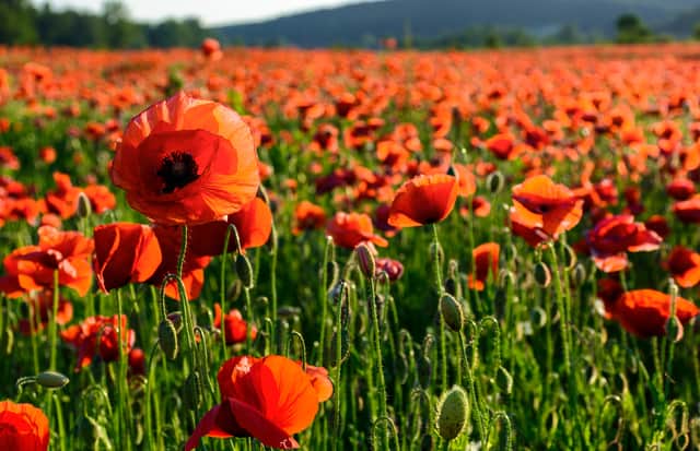 Tall Poppy Syndrome explained by experts, as research reveals it's more likely to affect female leaders than male leaders. Stock image by Adobe Photos.