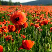 Tall Poppy Syndrome explained by experts, as research reveals it's more likely to affect female leaders than male leaders. Stock image by Adobe Photos.
