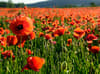 What is tall poppy syndrome? Experts explain trending social phenomenon - does it affect more women than men?
