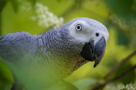 Lincolnshire Wildlife Park said it will move foul-mouthed parrots to a larger flock to reduce their swearing habit