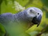 Lincolnshire Wildlife Park set to move foul-mouthed parrots to larger flock to reduce swearing habit
