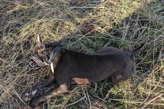 The dog was found dead by a dogwalker (Photo: RSPCA/Supplied)