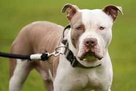 Inquiries are underway to determine the "large bulldog-type" animal's breed (Stock photo of an XL bully - Jacob King/PA Wire)