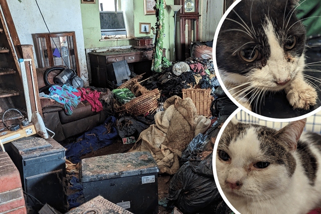 13 of the 24 cats found living in the squalid home survived the fire (NationalWorld/RSPCA)