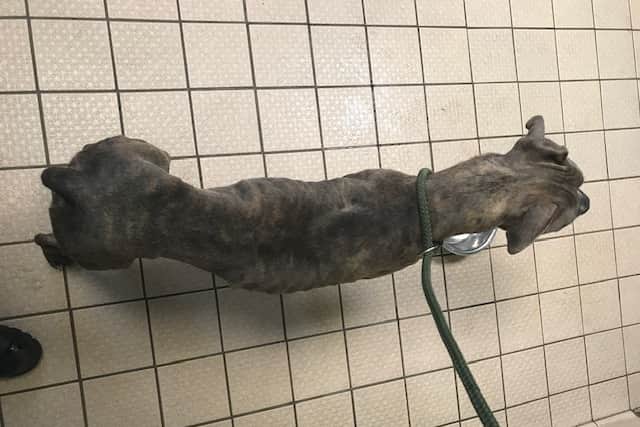 The dog was incredibly thin (Photo: RSPCA/Supplied)