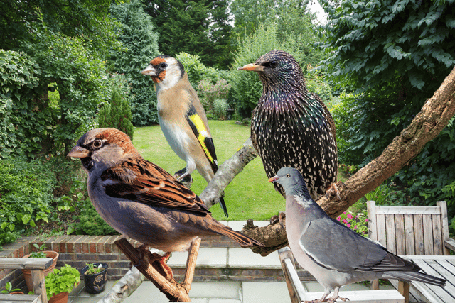 (From left): The house sparrow, goldfinch, starling, and wood pigeon were all in the top ten most commonly seen birds (NationalWorld/Adobe Stock)