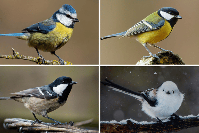 (Clockwise from top left): The blue tit, great tit, long-tailed tit, and the coal tit. Photo: NationalWorld/Adobe Stock