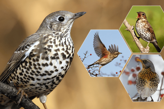 Some thrush species look quite similar, like the mistle thrush (left), song thrush (top right), redwing (centre), and fieldfare (bottom right) Photo: NationalWorld/Adobe Stock