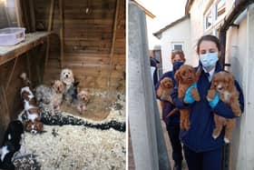 The sick puppies were being kept in "horrible conditions" - and many died soon after being sold. (Picture: RSPCA)